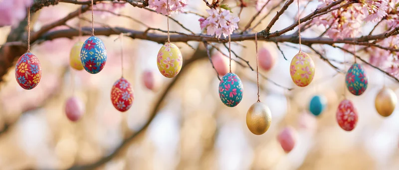 Decorated easter eggs hanging from cherry blossom tree branches in spring garden