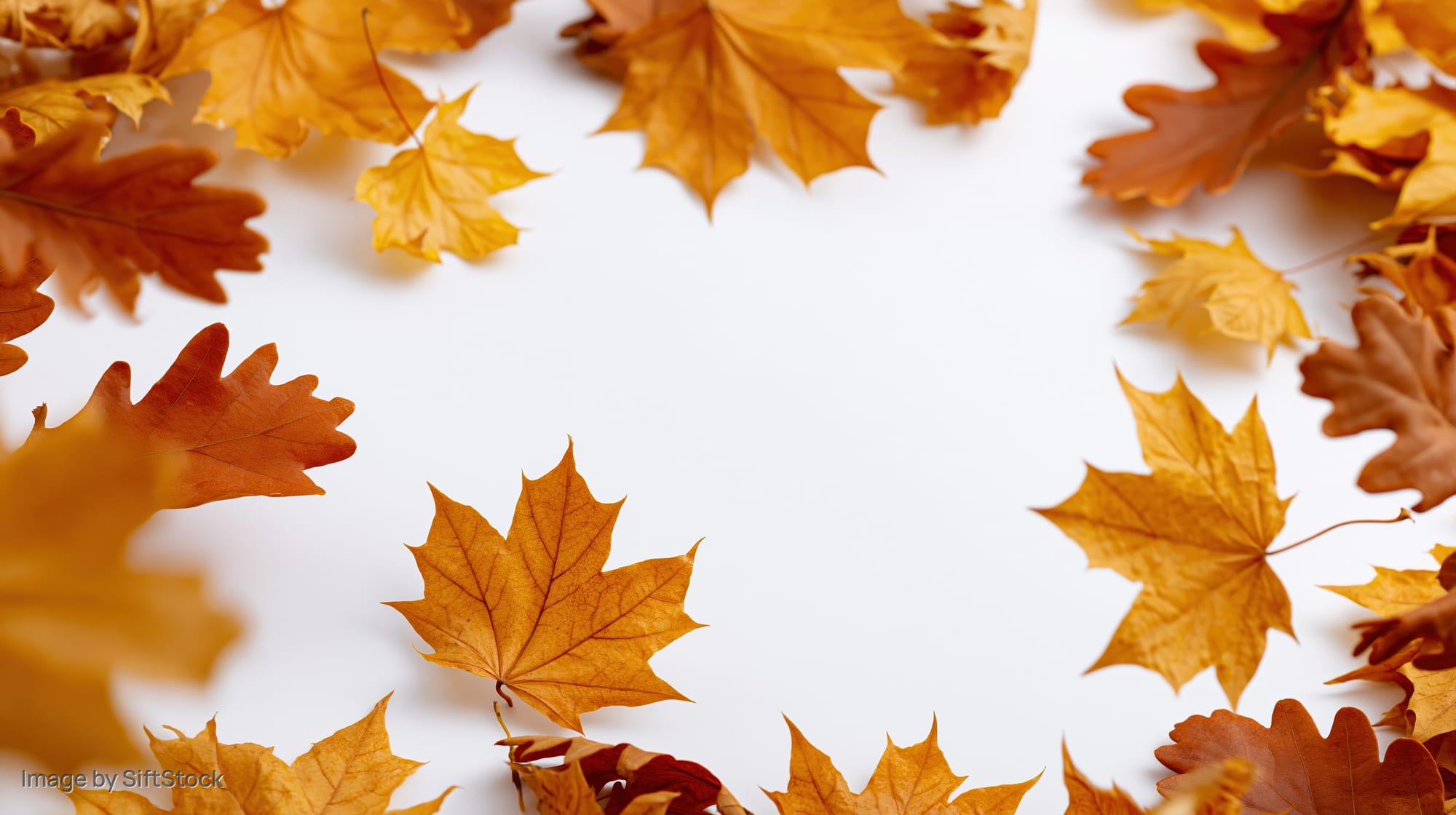 Dried autumn maple and oak leaves arranged in a frame around white copyspace