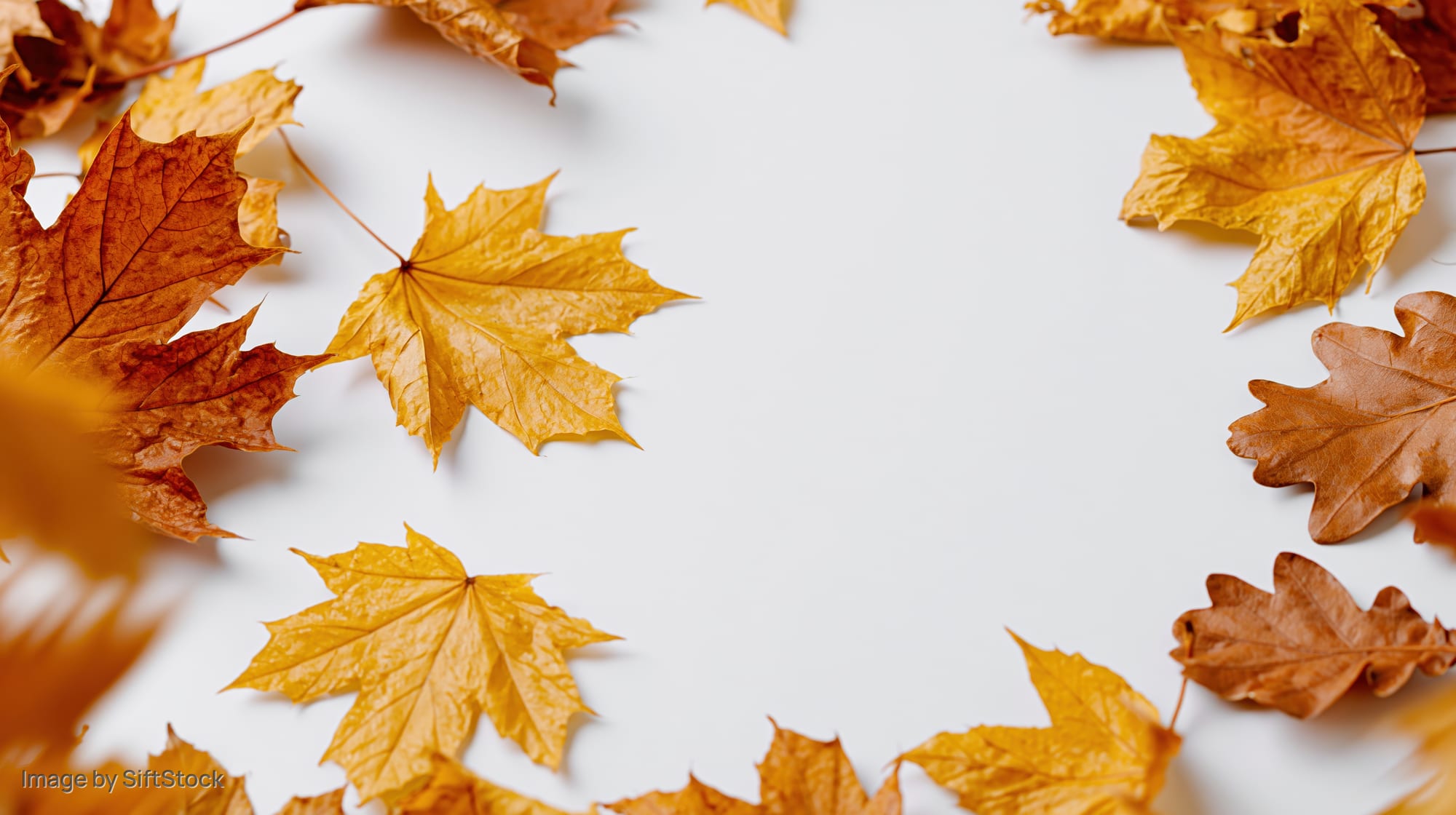 Dried maple and oak leaves arranged in a border around white copyspace
