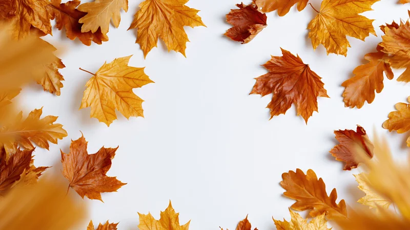Dried autumn maple and oak leaves arranged in a border around white copyspace