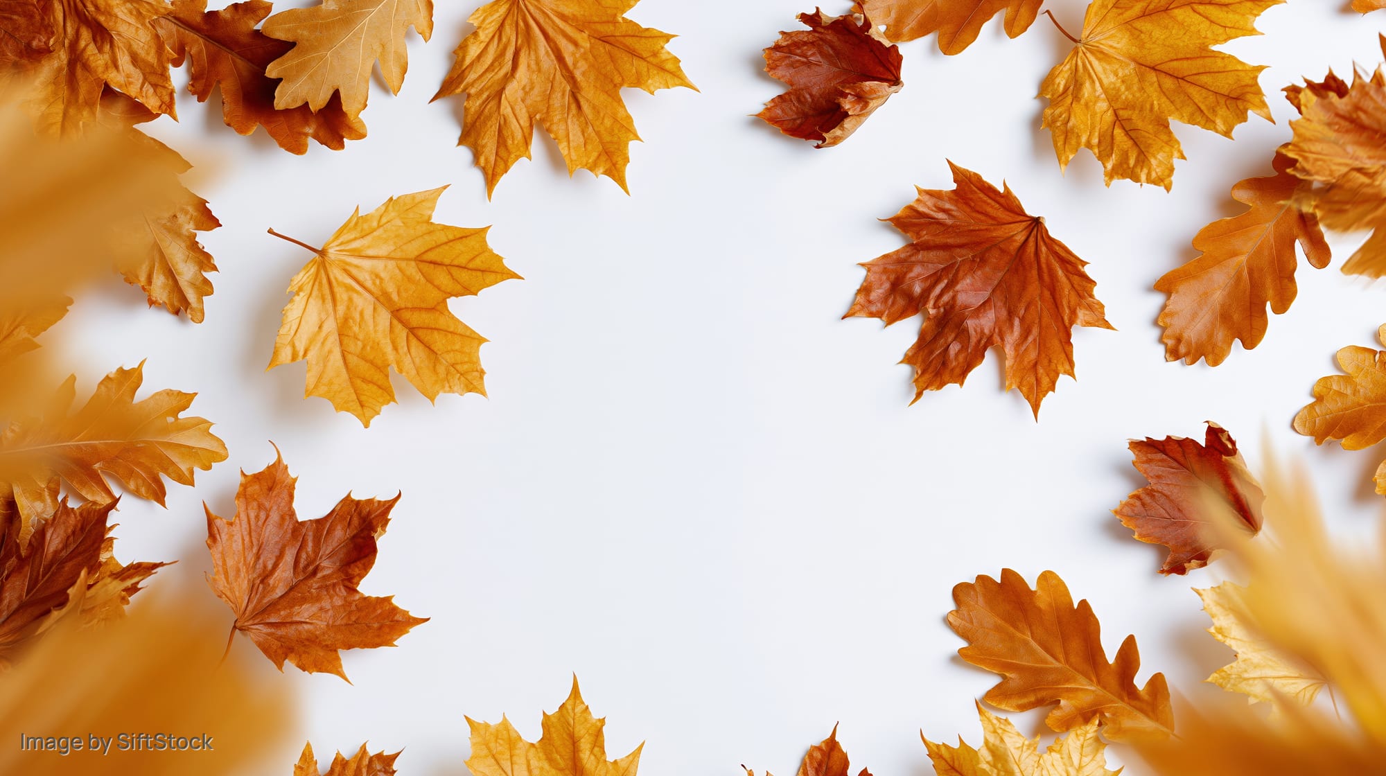 Dried autumn maple and oak leaves arranged in a border around white copyspace