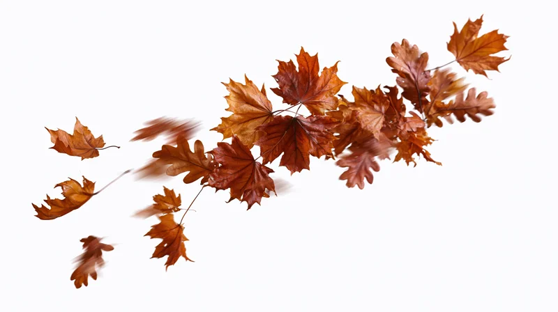 Dried maple and oak leaves swirling in motion against white background