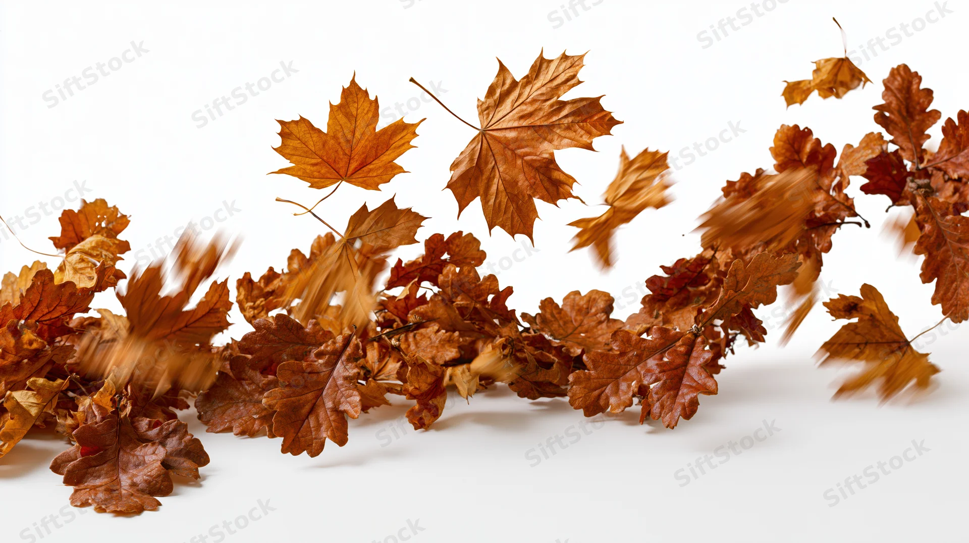 Dried maple and oak leaves swirling in motion against a white background