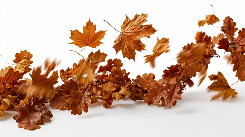 Dried maple and oak leaves swirling in motion against a white background