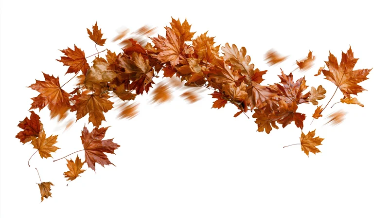 Dried autumn maple and oak leaves swirling in motion against white background