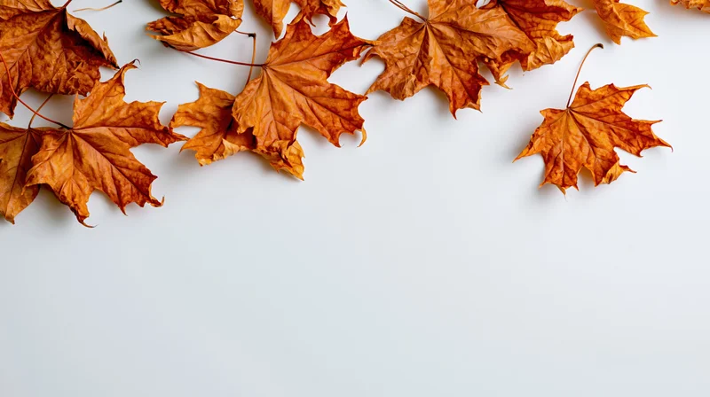 Dried maple leaves scattered across a white surface with copyspace