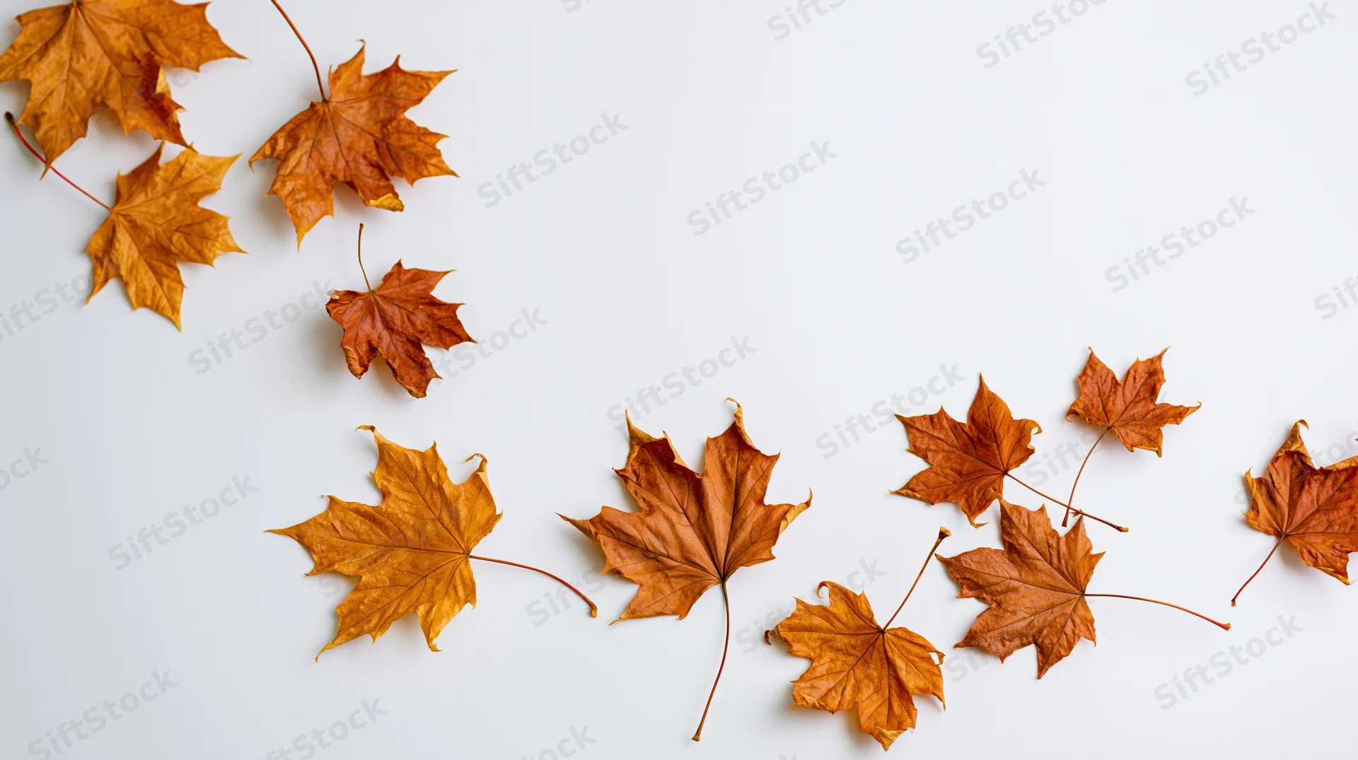 Dried maple leaves scattered across a white surface in autumnal arrangement