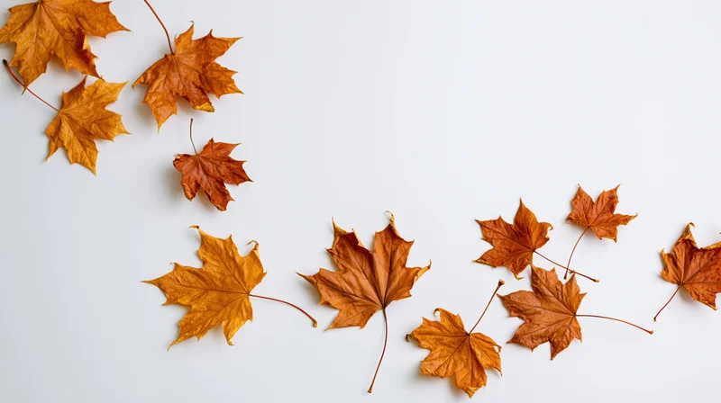 Dried maple leaves scattered across a white surface in autumnal arrangement