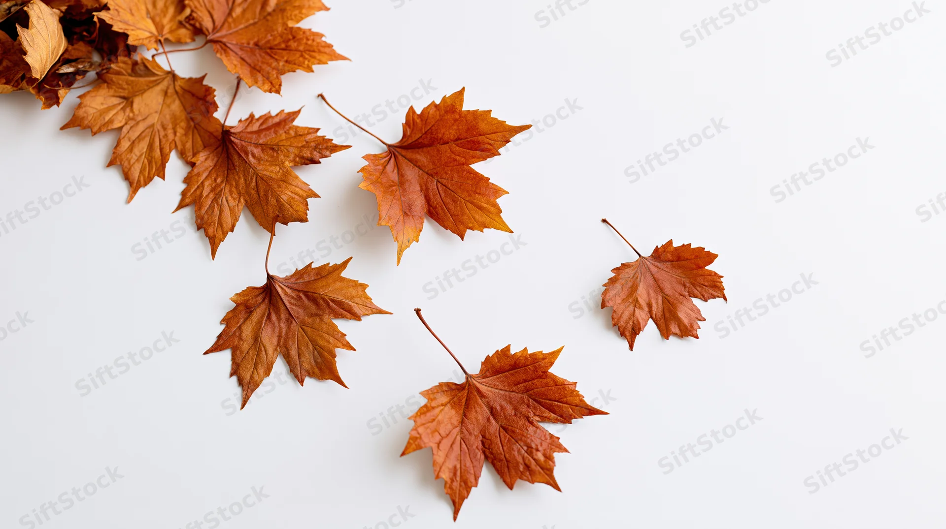 Dried maple leaves scattered across a white surface with copyspace