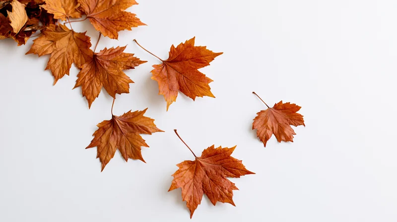 Dried maple leaves scattered across a white surface with copyspace