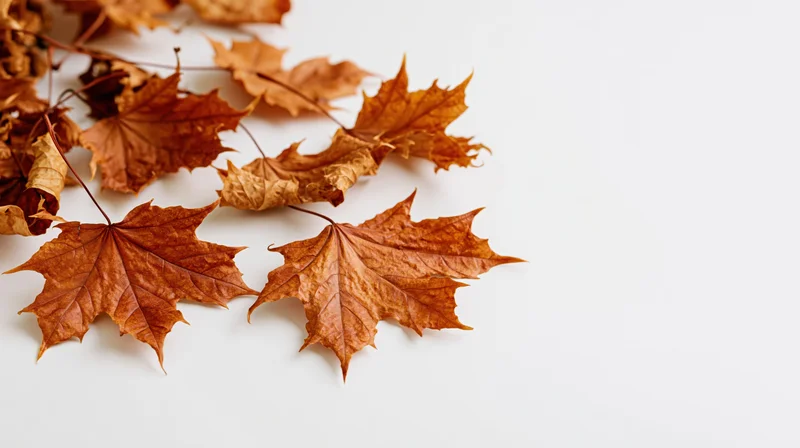 Dried maple leaves scattered across a white surface with copyspace