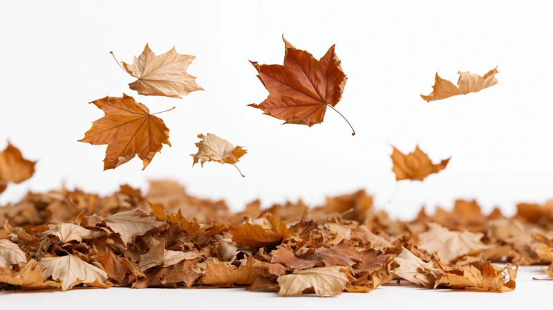 Dried maple leaves falling in midair above a pile on white background