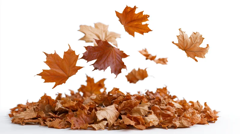 Dried maple leaves falling and tumbling in midair above a pile on white background
