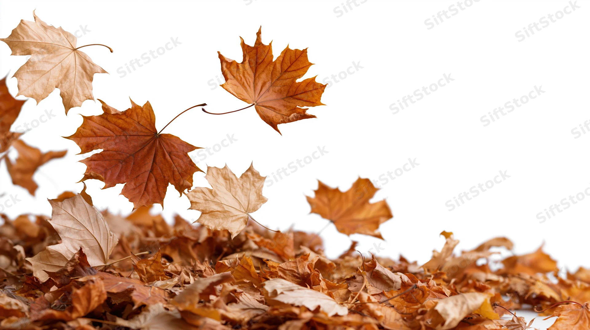 Dried maple leaves falling in midair above a pile on white background