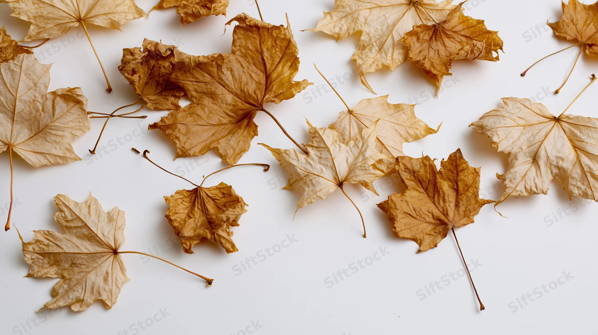 Dried maple leaves scattered across a white surface in a flat lay arrangement