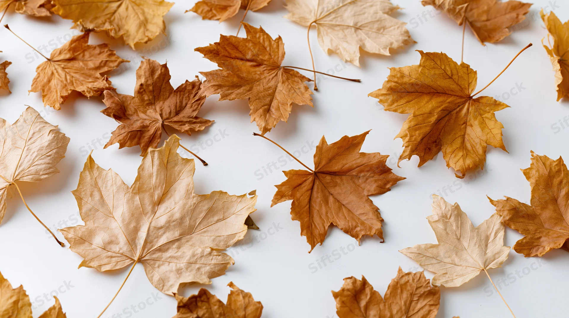 Dried maple leaves scattered across a white surface in a flat lay arrangement