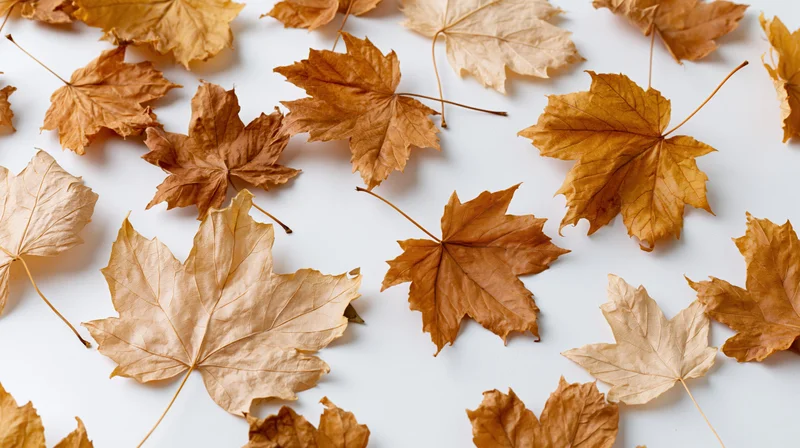 Dried maple leaves scattered across a white surface in a flat lay arrangement