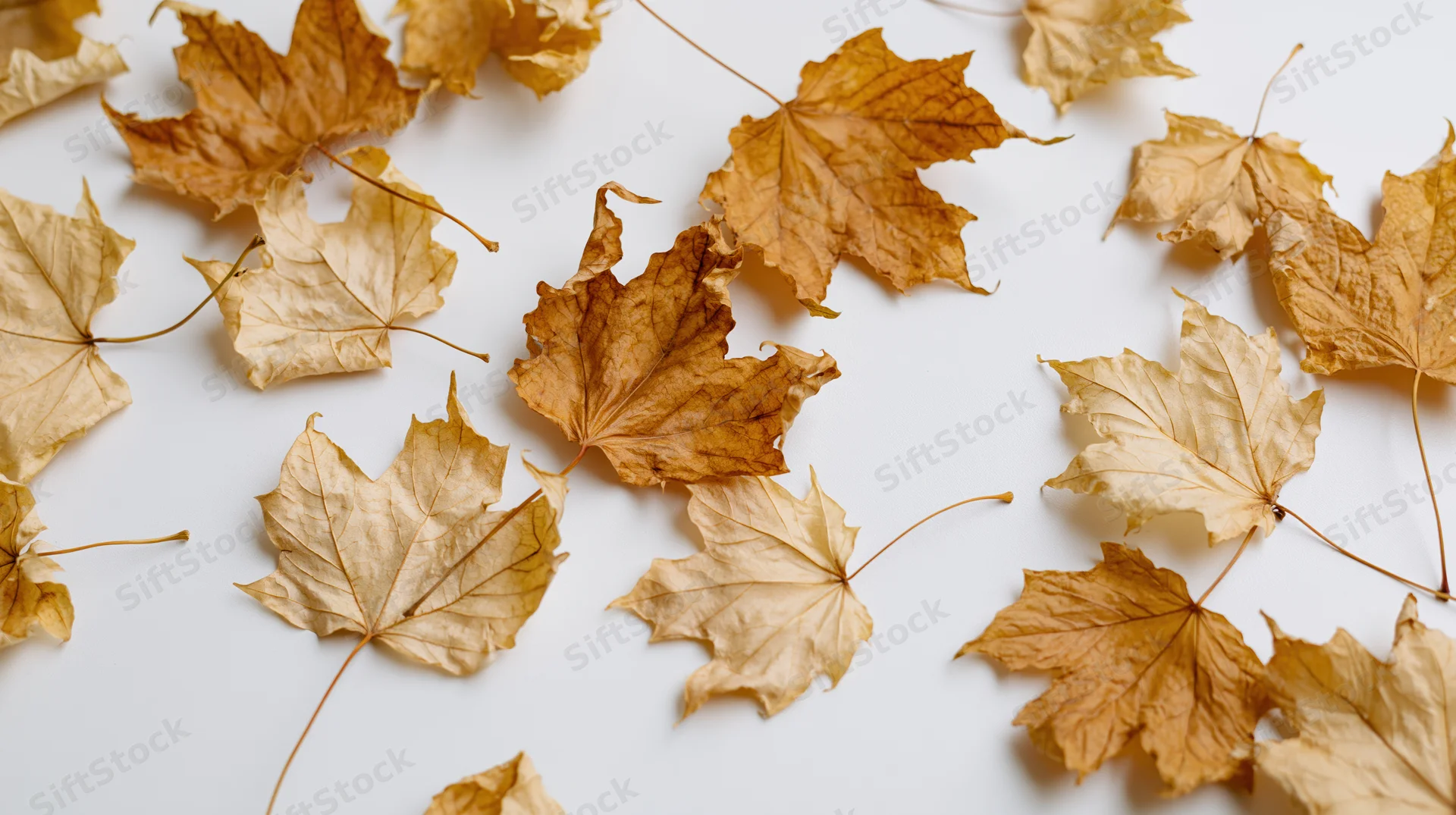 Dried maple leaves scattered across a white surface in a flat lay arrangement