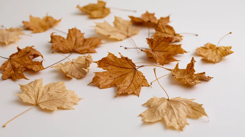 Dried maple leaves scattered on white surface in flat lay arrangement