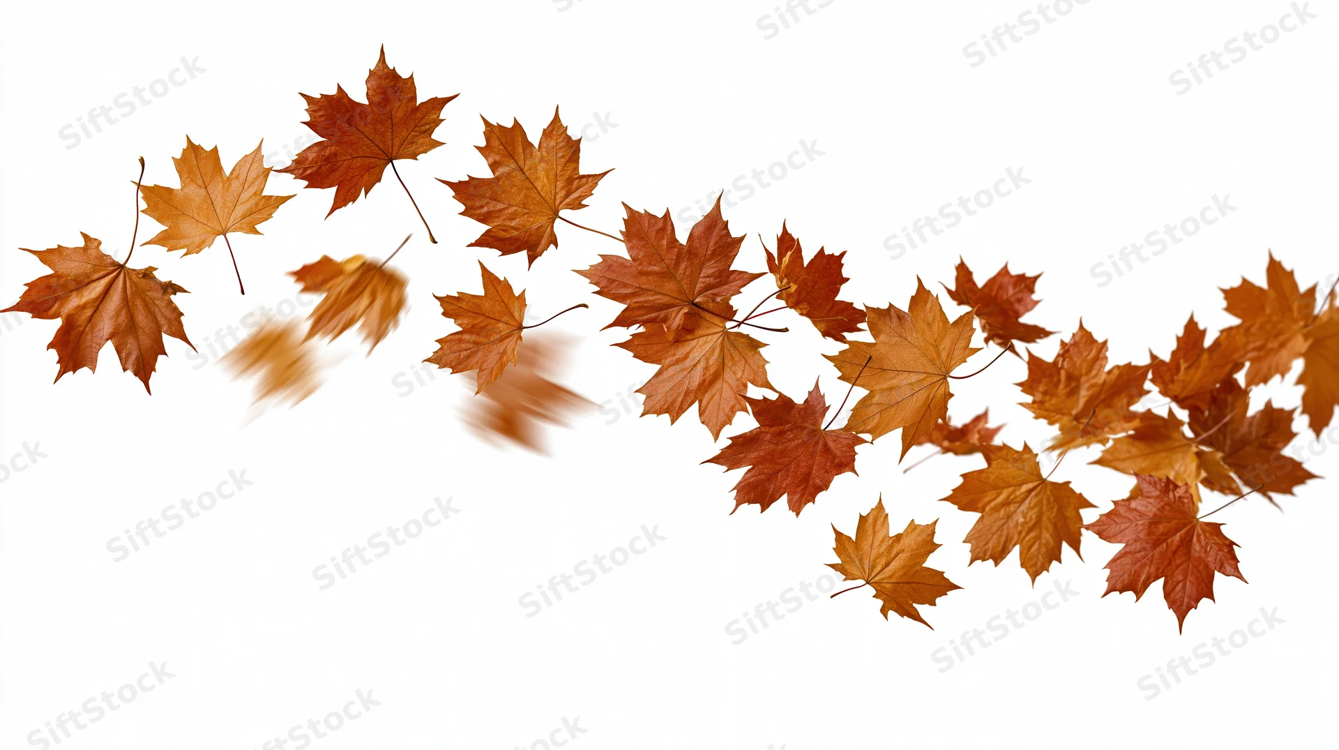 Dry maple leaves falling diagonally across a white background