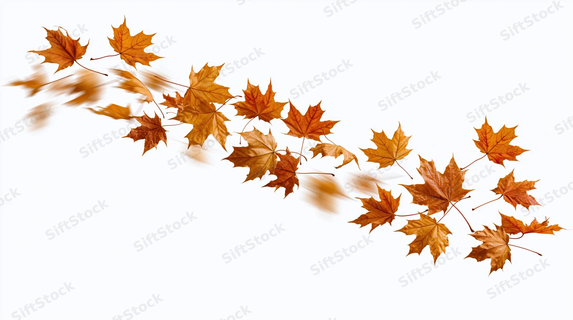 Dry maple leaves falling diagonally across white background