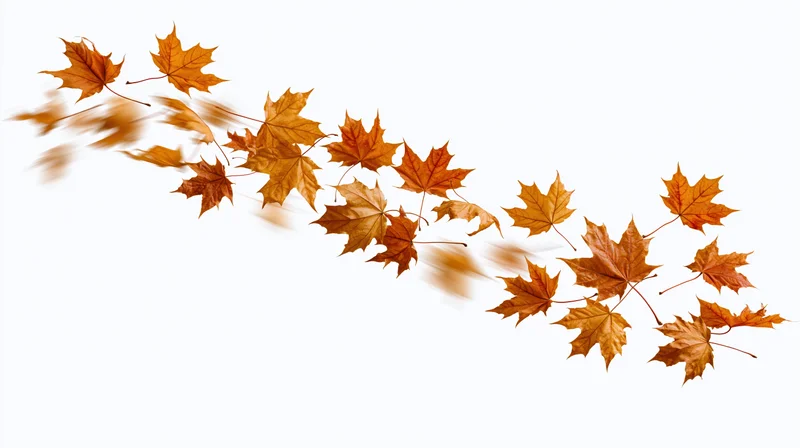 Dry maple leaves falling diagonally across white background