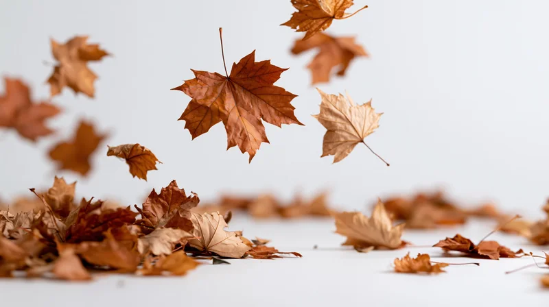 Dry maple leaves falling and scattered on a white surface