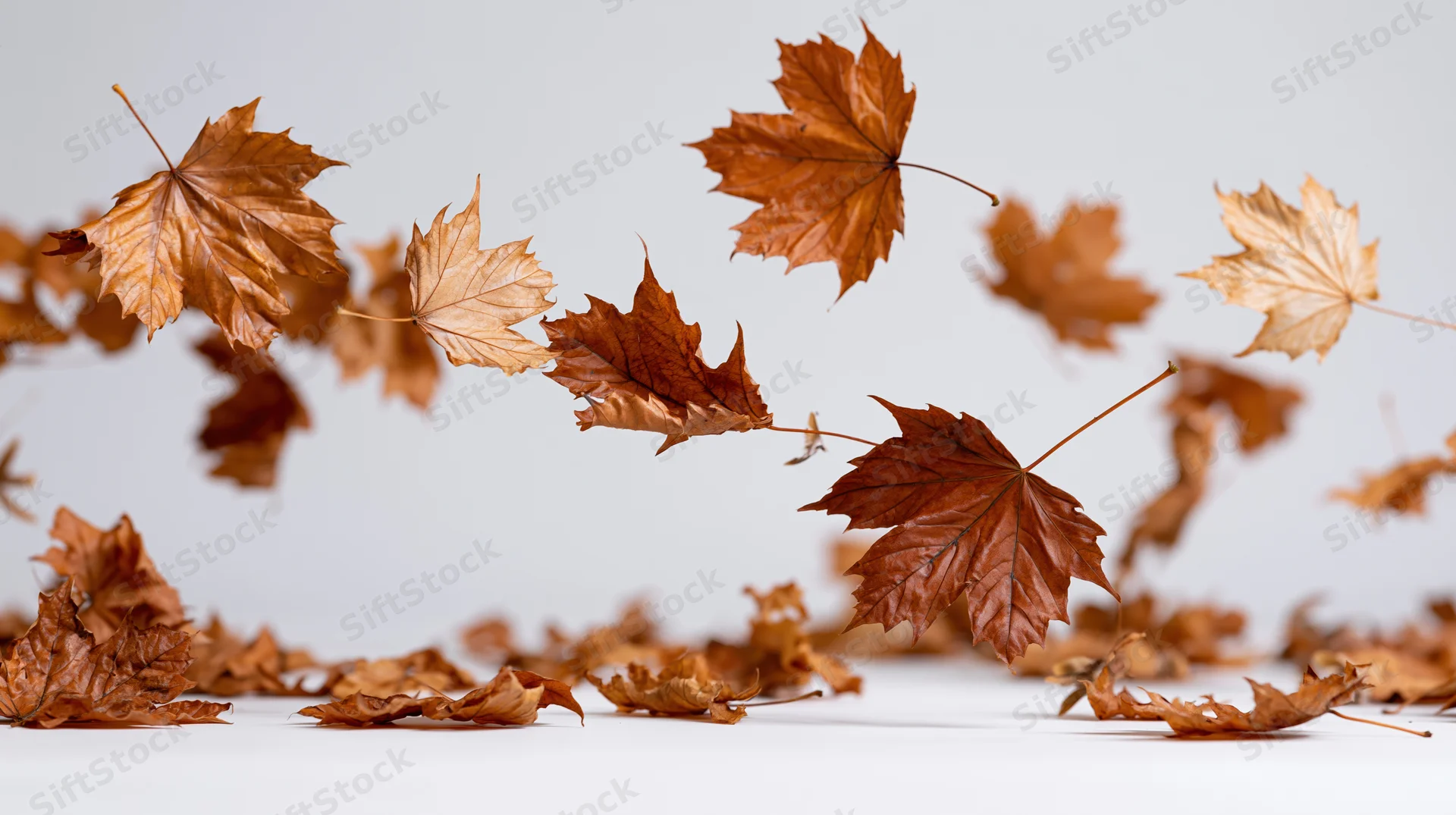Dry maple leaves falling in midair against a white background