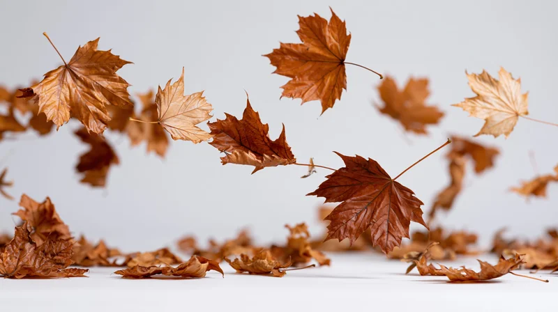 Dry maple leaves falling in midair against a white background