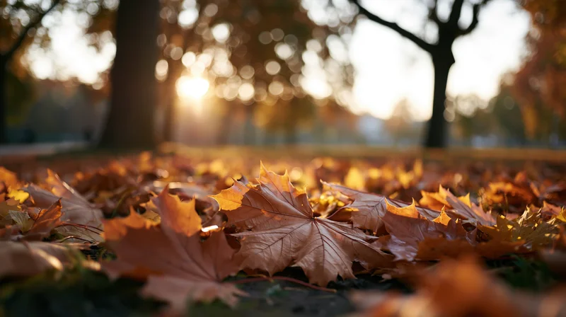 Closeup of fallen maple leaves covering park ground in autumn sunlight