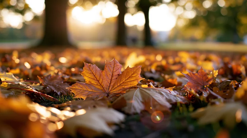 Closeup of fallen maple leaves covering park ground in autumn sunlight