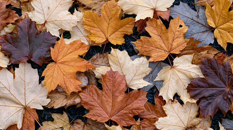 Fallen maple leaves covering the ground in a dense layer during autumn