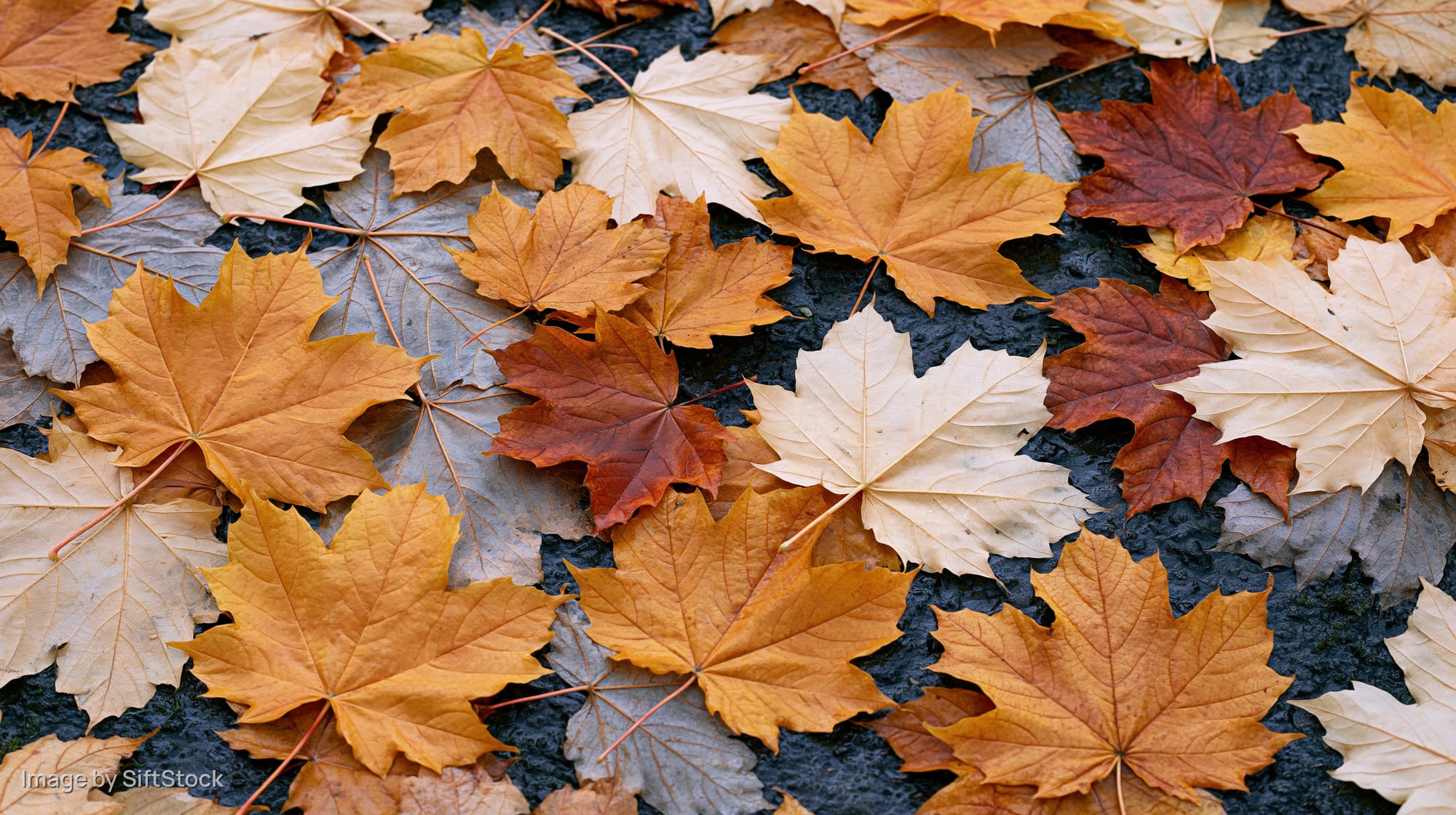 Fallen maple leaves scattered across pavement in autumn