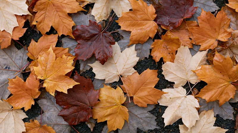 Fallen maple leaves scattered across wet pavement in autumn