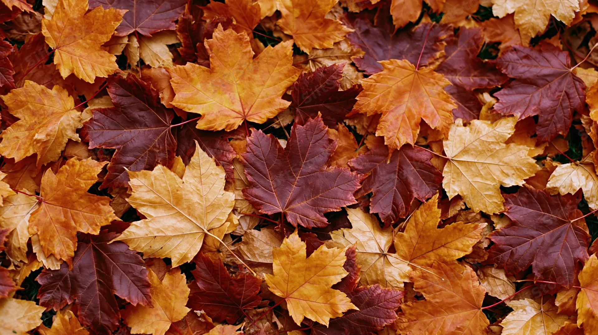 Fallen maple leaves densely covering the ground in autumn