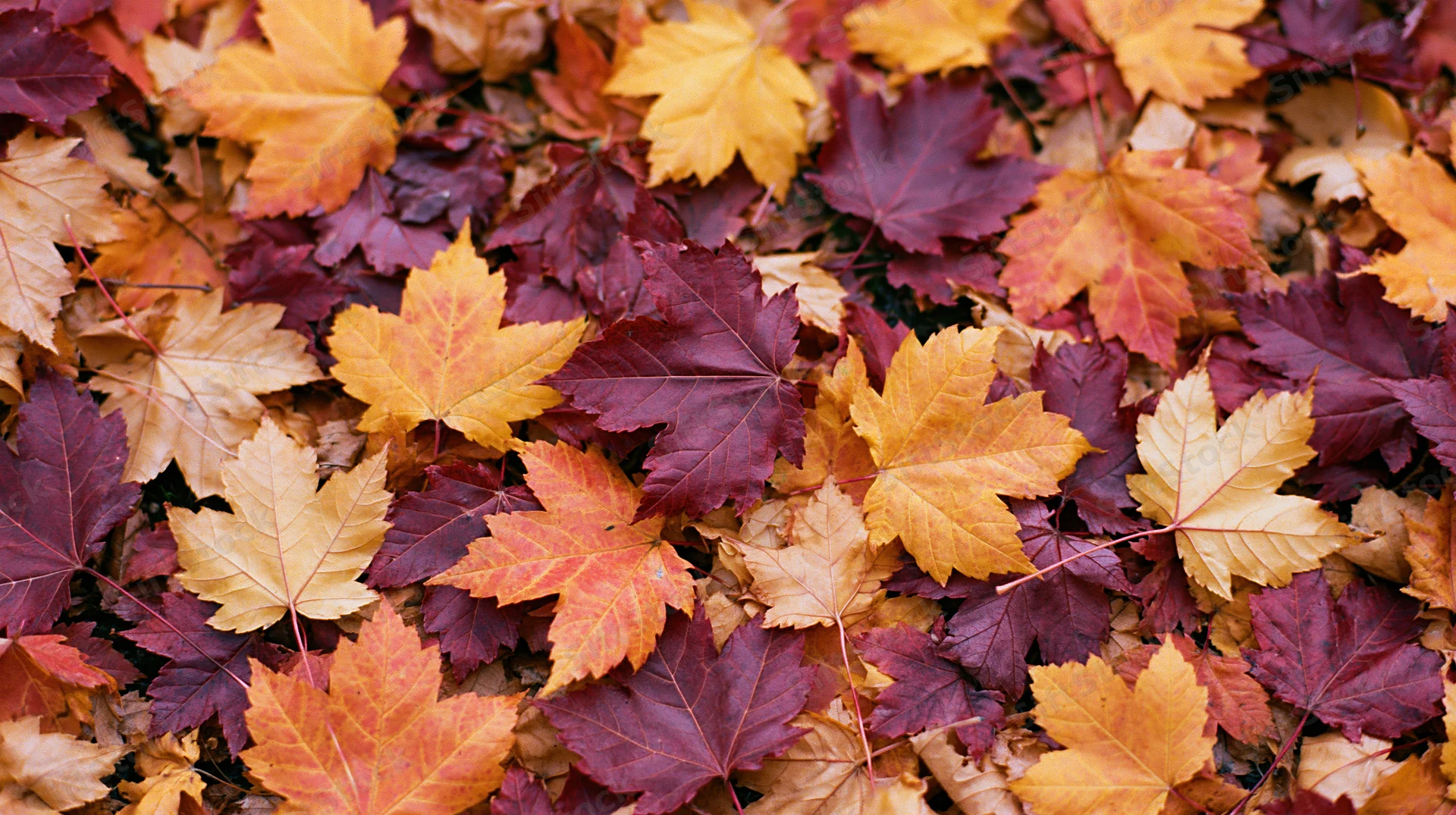 Fallen maple leaves densely covering the ground in autumn colors