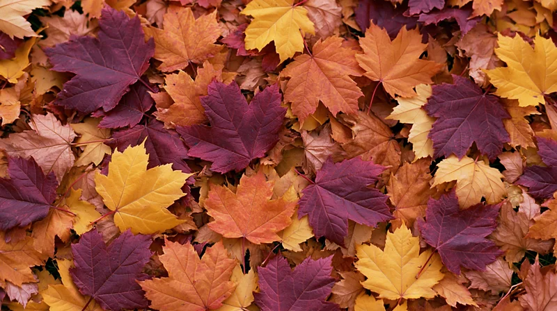 Dense layer of colorful maple leaves covering the ground in autumn