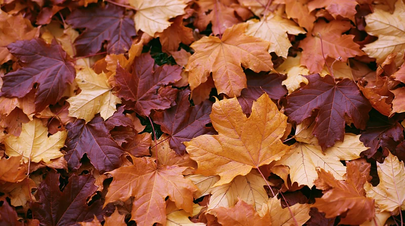 Fallen maple leaves densely covering the ground in autumn