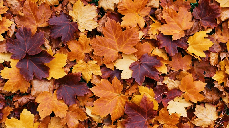 Dense layer of fallen maple leaves covering the ground in autumn