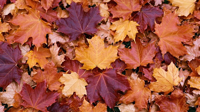 Fallen maple leaves densely covering the ground in autumn colors