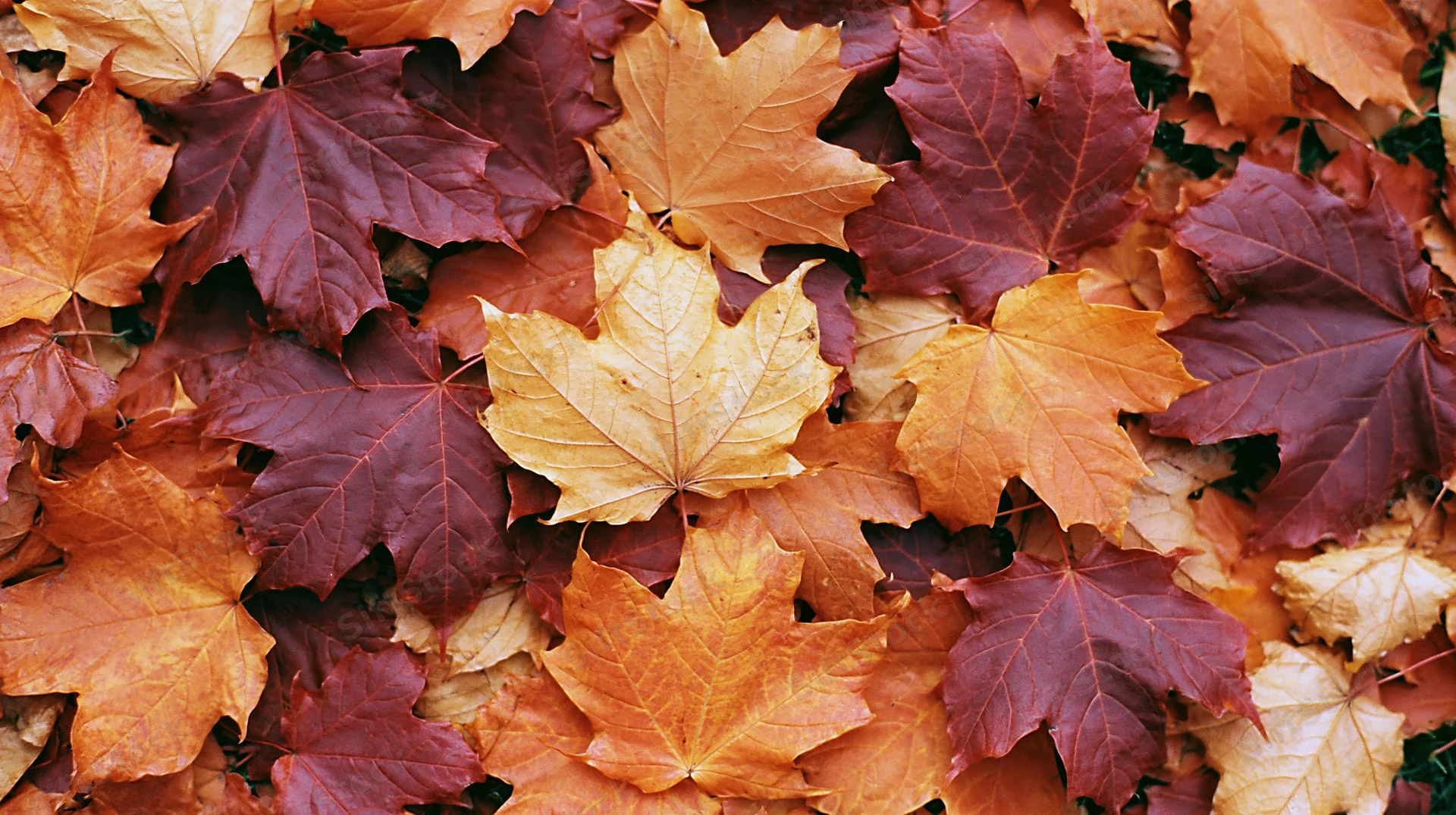 Fallen maple leaves densely covering the ground in autumn