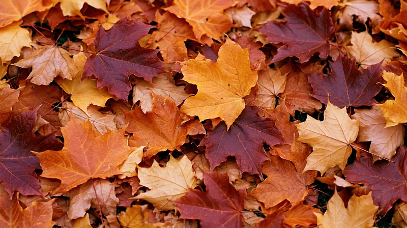 Fallen maple leaves densely covering the ground in autumn