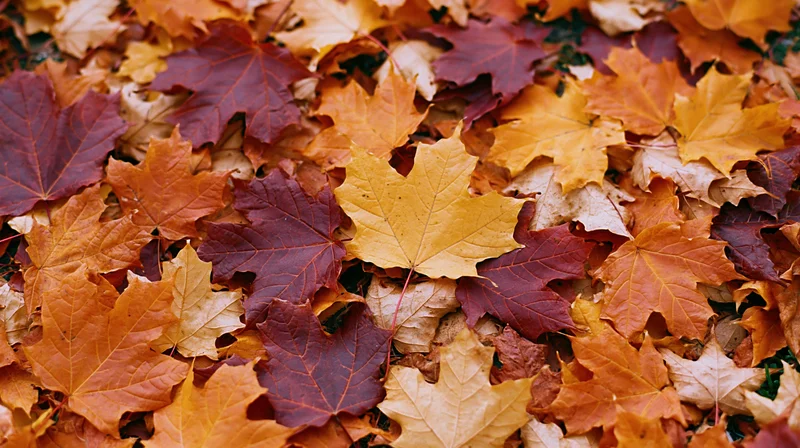 Fallen maple leaves covering the ground in a dense overlapping layer