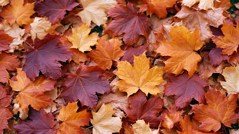 Fallen maple leaves covering the ground in dense overlapping layers