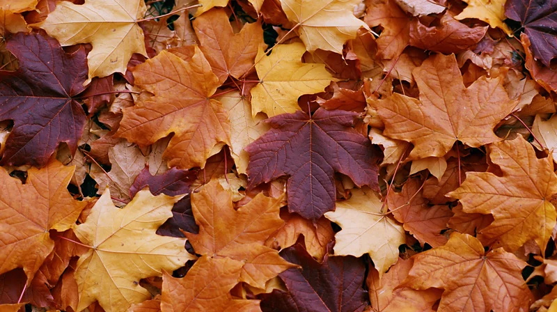 Fallen maple leaves covering the ground in dense overlapping layers