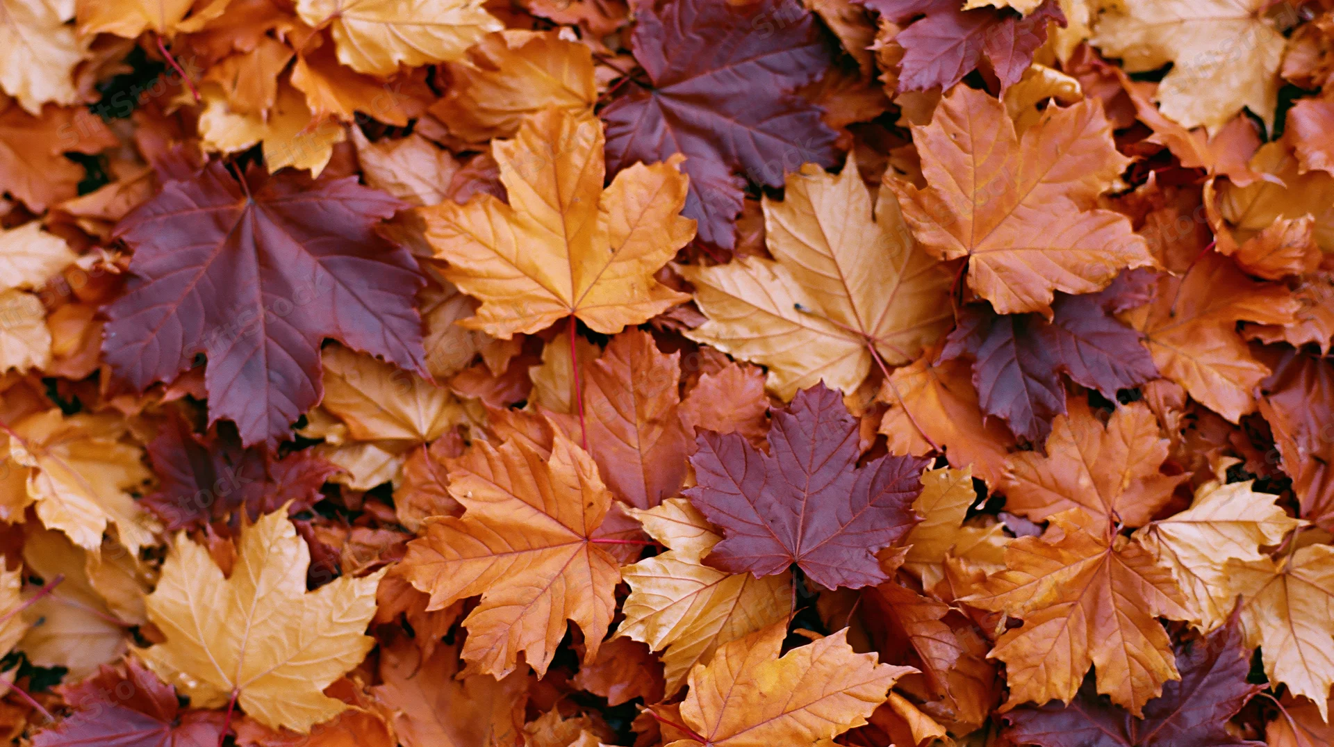 Fallen maple leaves densely covering the ground in autumn colors
