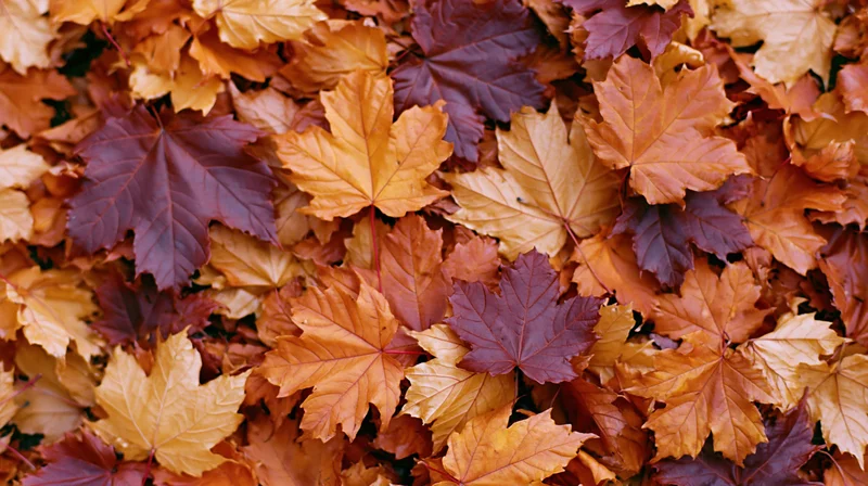 Fallen maple leaves densely covering the ground in autumn colors