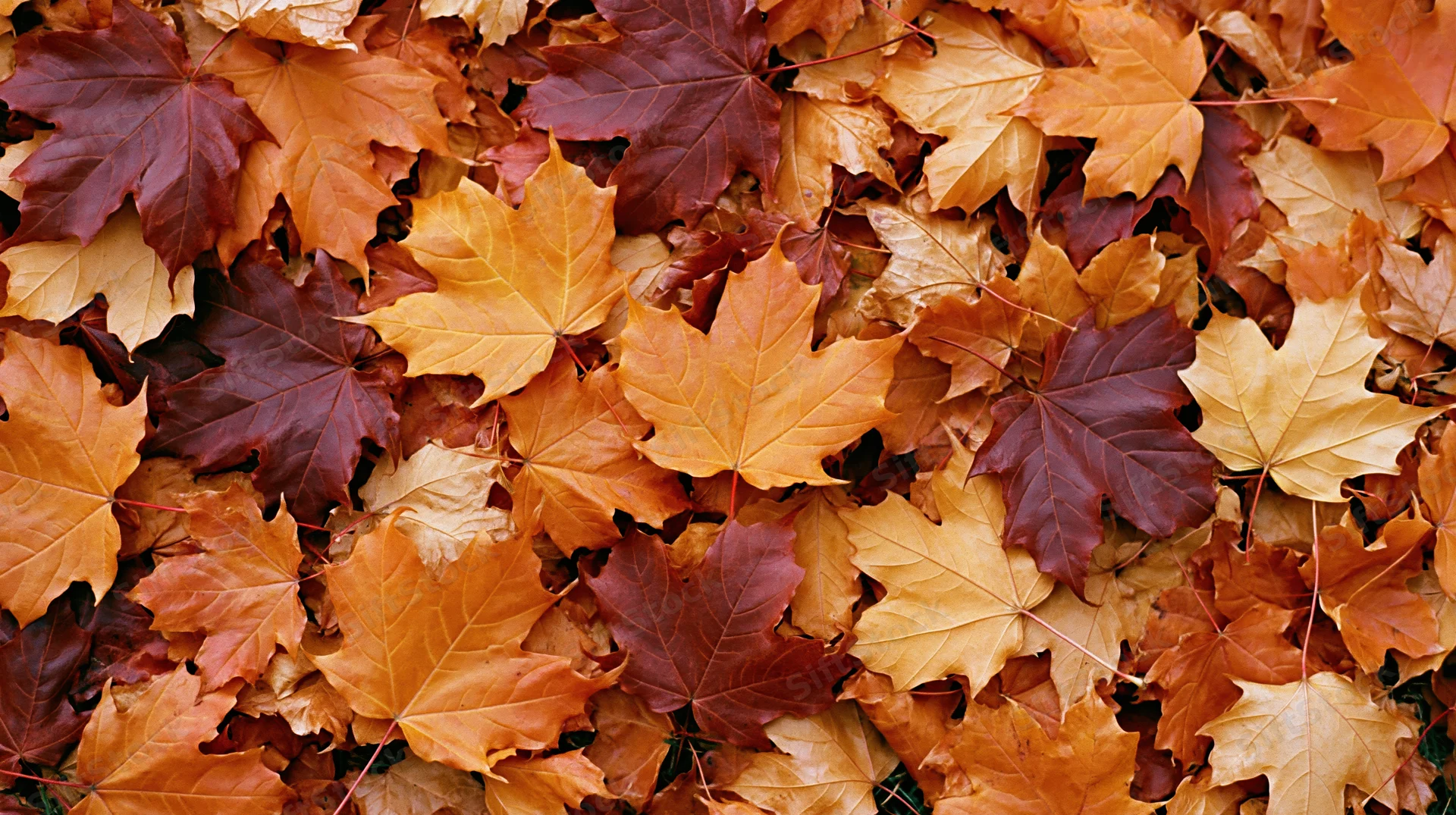 Fallen maple leaves densely covering the ground in autumn colors