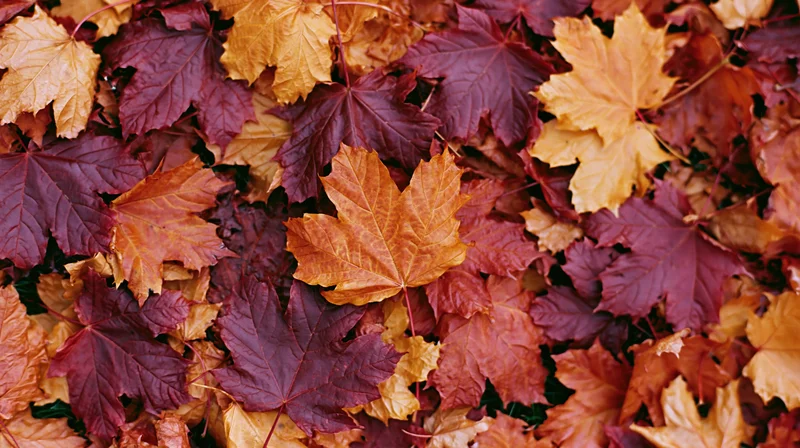 Fallen maple leaves densely covering the ground in autumn colors