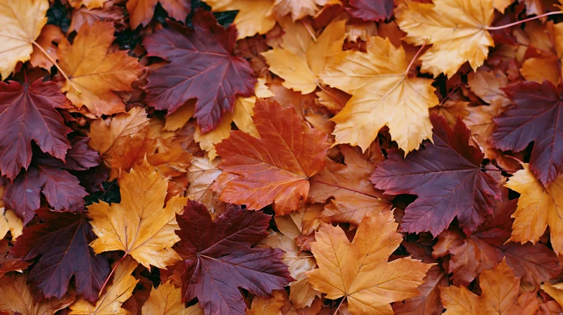 Fallen maple leaves covering the ground in dense overlapping layers